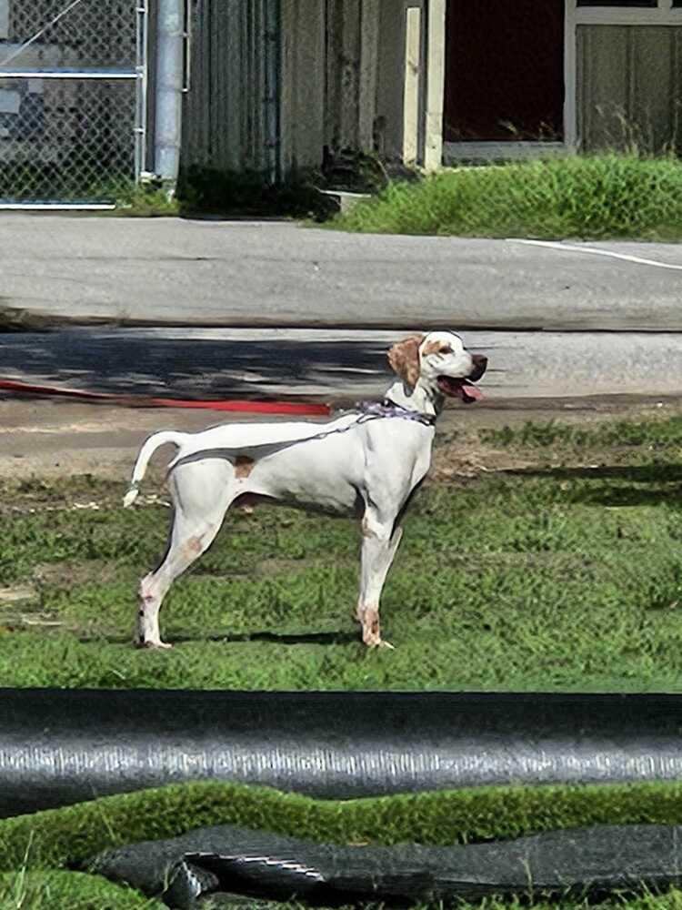 Enlarge Bob, a Adoptable mixed breed in Lakeland, FL image 5/6