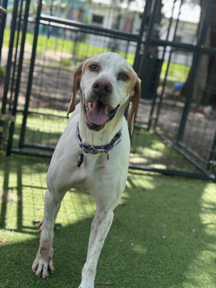 Enlarge Bob, a Adoptable mixed breed in Lakeland, FL image 6/6
