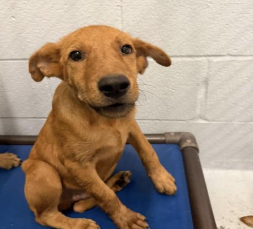 Dee, Adoptable, Puppy Male Golden Retriever & Shepherd.