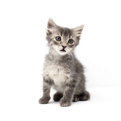 Enlarge Floki, a Adopted Domestic Long Hair in Florence, AZ image 1/1