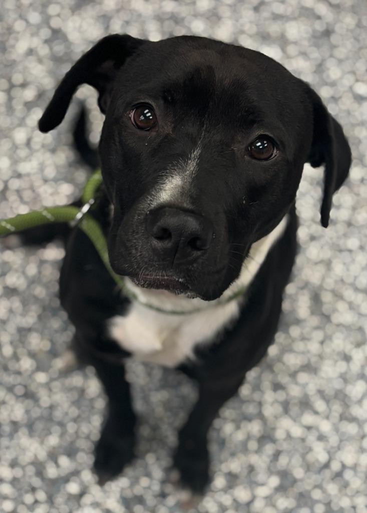 Enlarge Ducky, a Adoptable mixed breed in Carthage, MO image 1/1