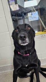 Enlarge Lyla, a ADOPTABLE Mixed Breed in Manitowoc, WI image 1/1
