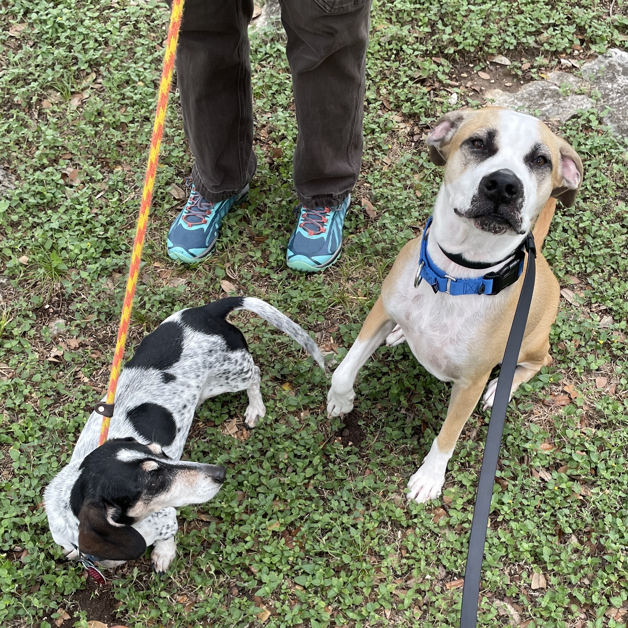 Enlarge Pawdrey Hepburn (Courtesy Listing), a Adoptable mixed breed in Weatherford, TX image 3/5