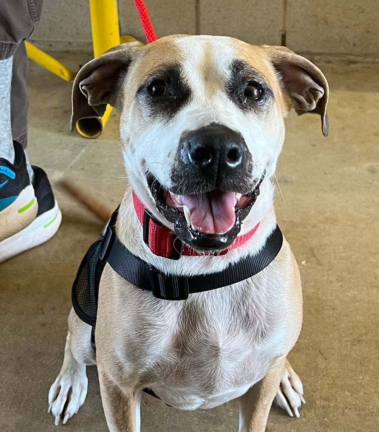 Enlarge Pawdrey Hepburn (Courtesy Listing), a Adoptable mixed breed in Weatherford, TX image 4/5