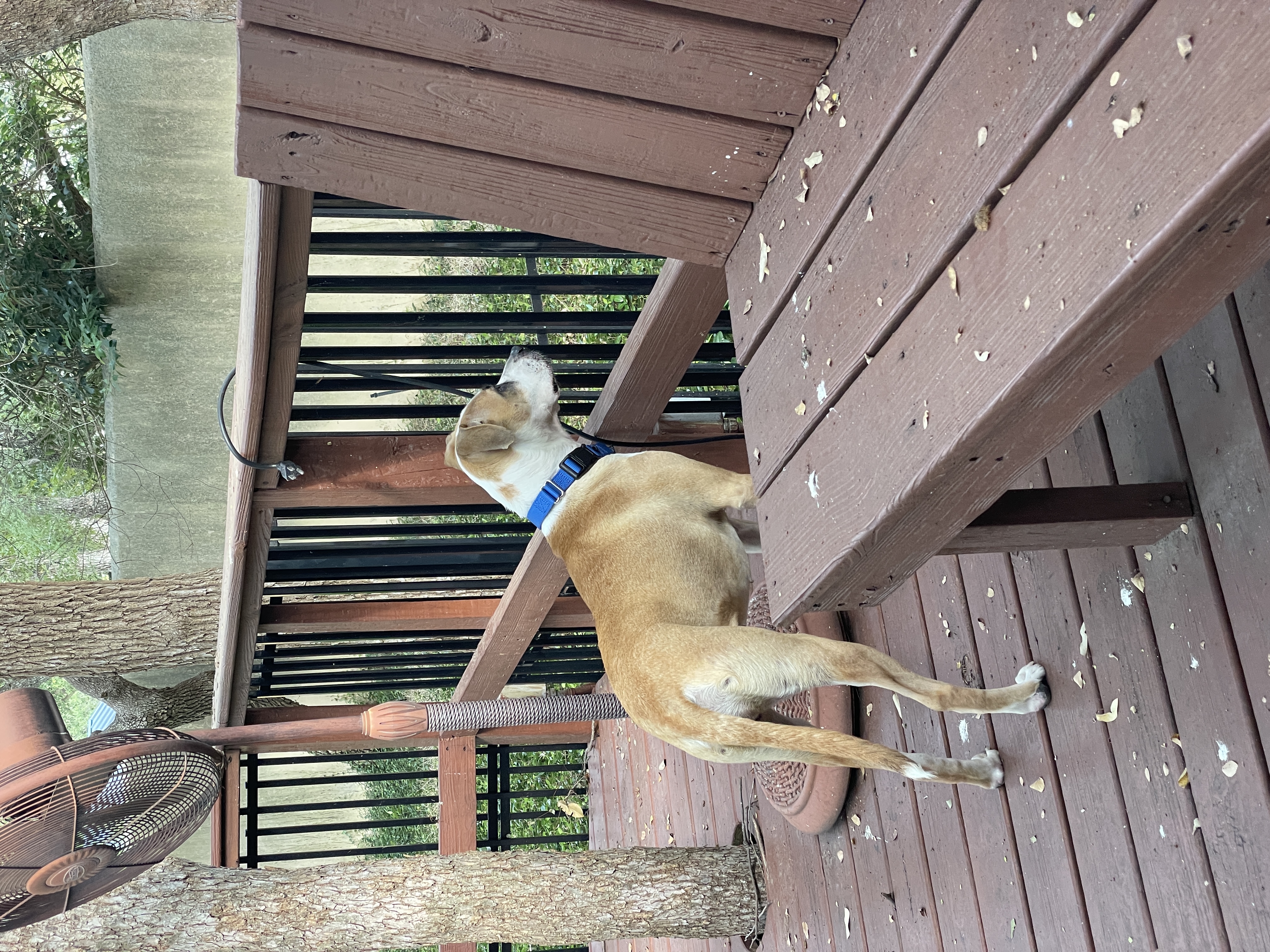 Enlarge Pawdrey Hepburn (Courtesy Listing), a Adoptable mixed breed in Weatherford, TX image 2/5