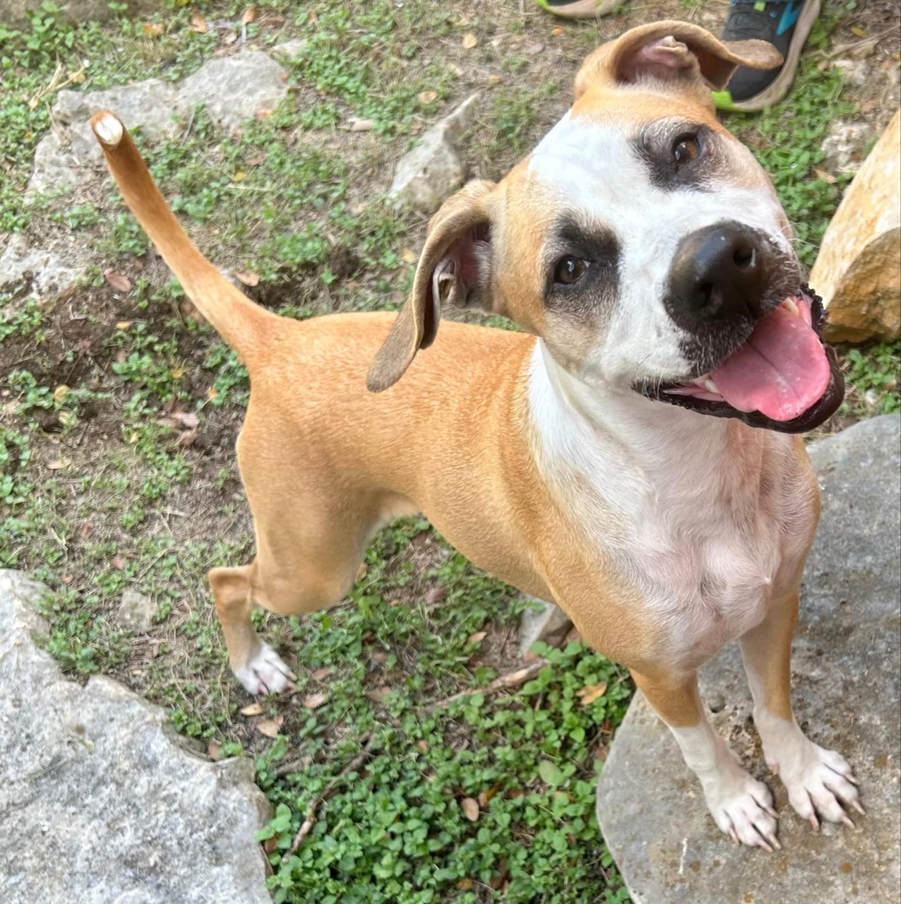 Enlarge Pawdrey Hepburn (Courtesy Listing), a Adoptable mixed breed in Weatherford, TX image 1/5