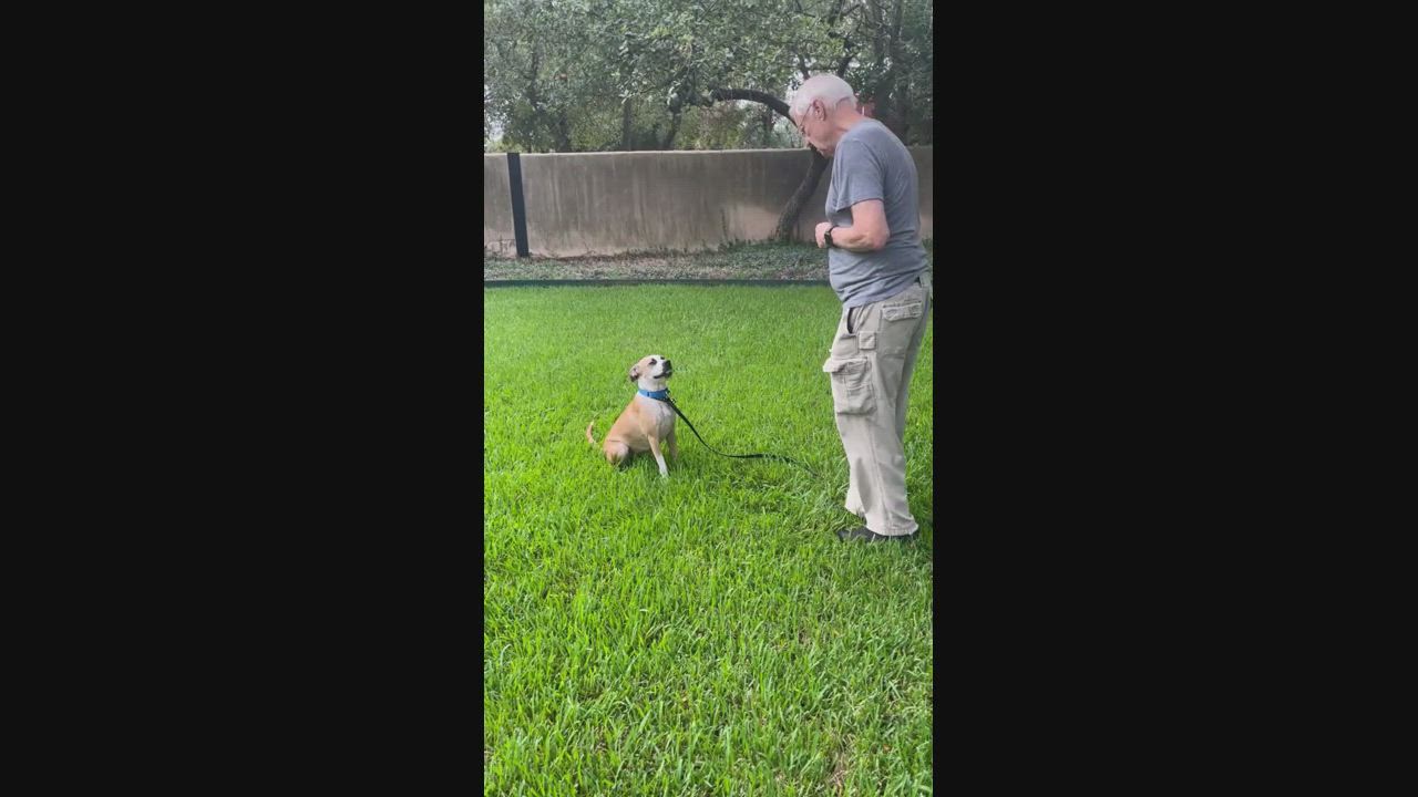 Enlarge Pawdrey Hepburn (Courtesy Listing), a Adoptable mixed breed in Weatherford, TX video 5/5