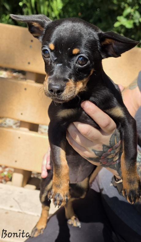 Bonita, an adopted mixed breed in Key Largo, FL image 1/4
