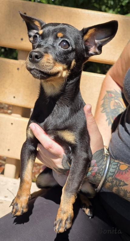 Bonita, an adopted mixed breed in Key Largo, FL image 3/4