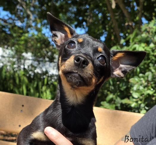 Bonita, an adopted mixed breed in Key Largo, FL image 2/4