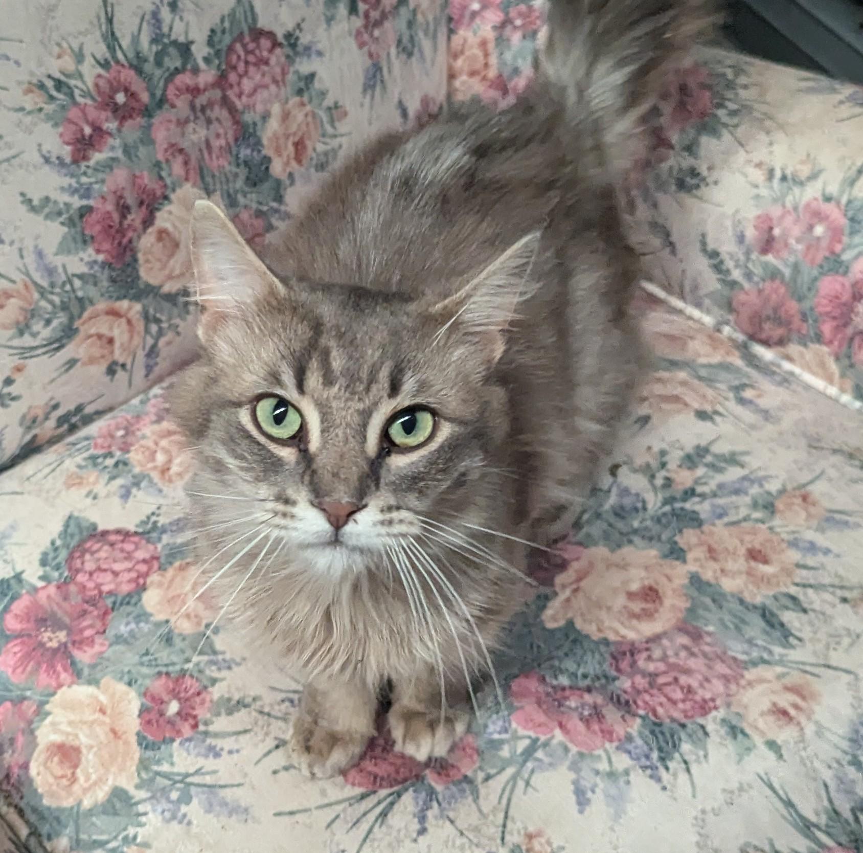 Tucker, adopted, Young Male Domestic Medium Hair.