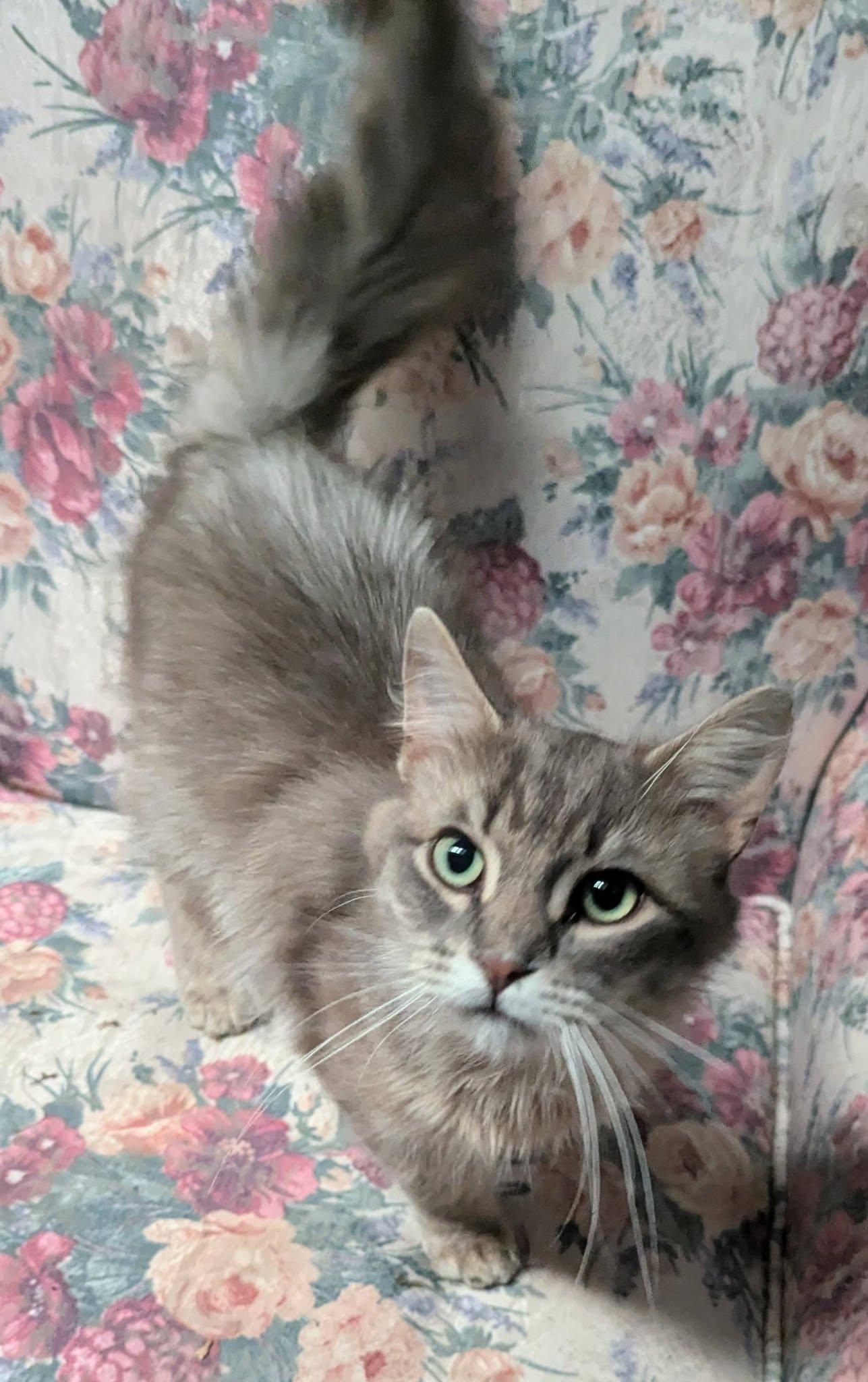 Tucker, an adopted Domestic Medium Hair in Little Falls, MN image 2/2