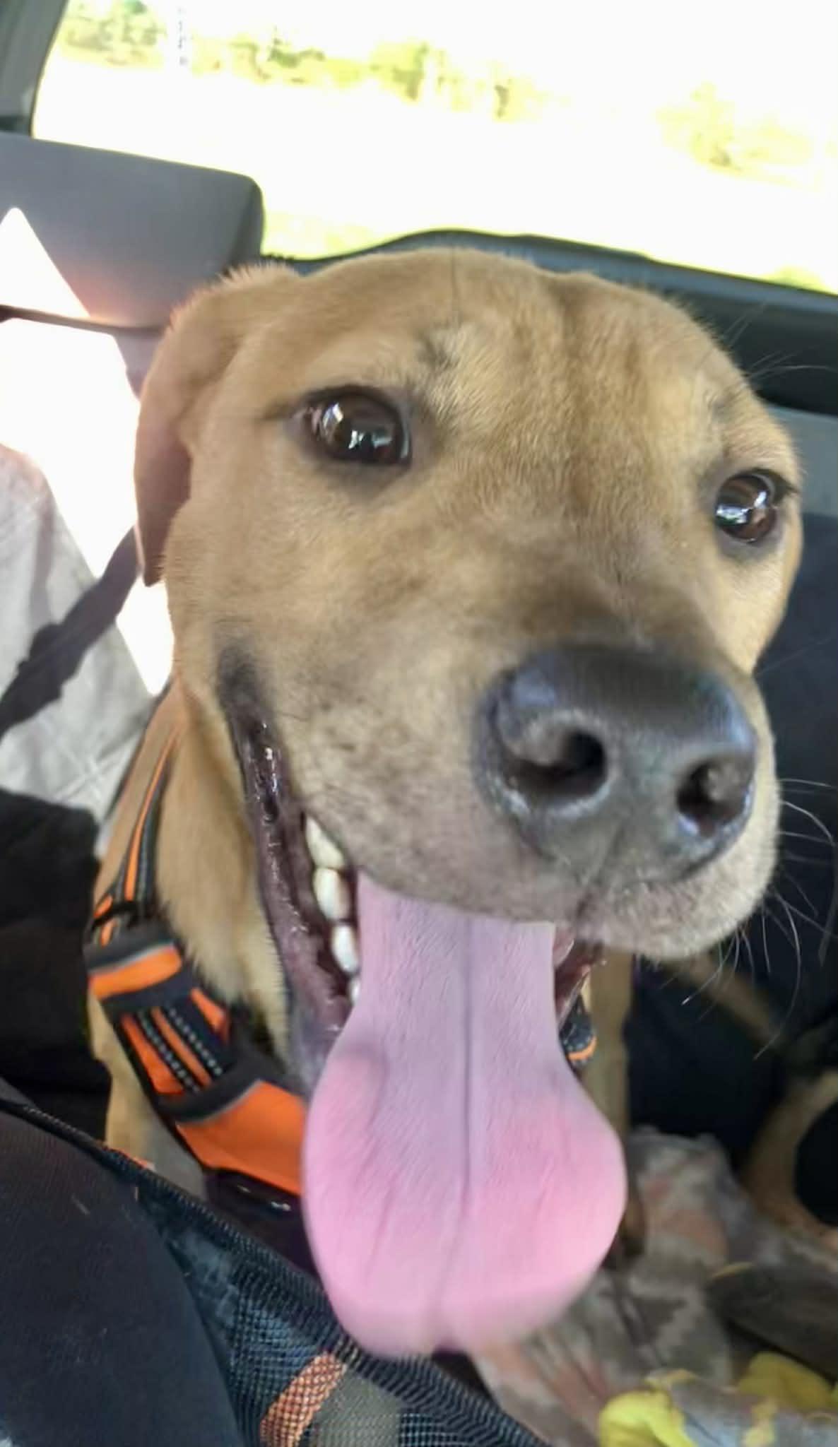 Scooby — thumbnail 5