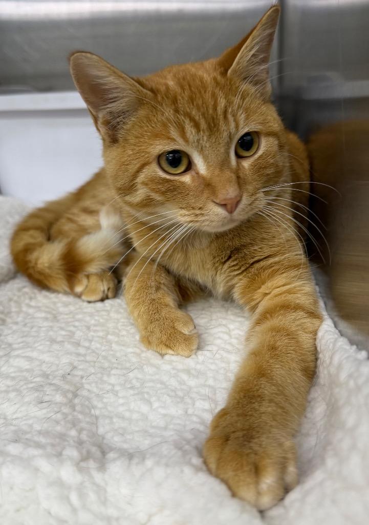 Garfield, Adoptable, Young Male Domestic Short Hair.