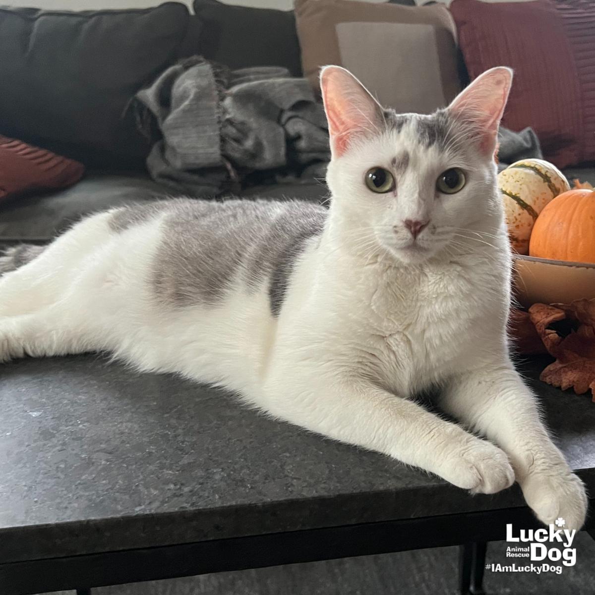 Enlarge Mya, a Adopted Domestic Short Hair in Washington, DC image 1/3