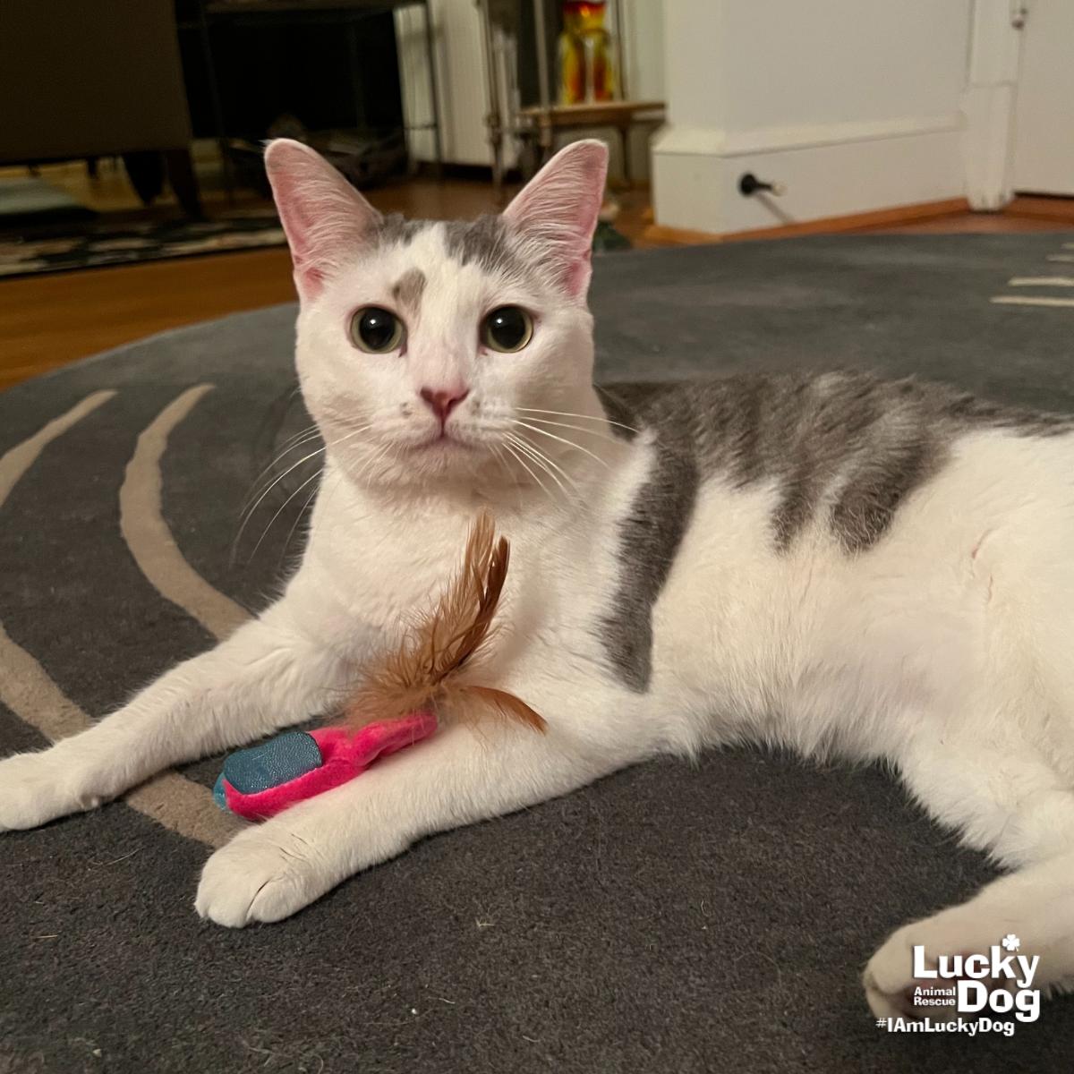 Enlarge Mya, a Adopted Domestic Short Hair in Washington, DC image 2/3