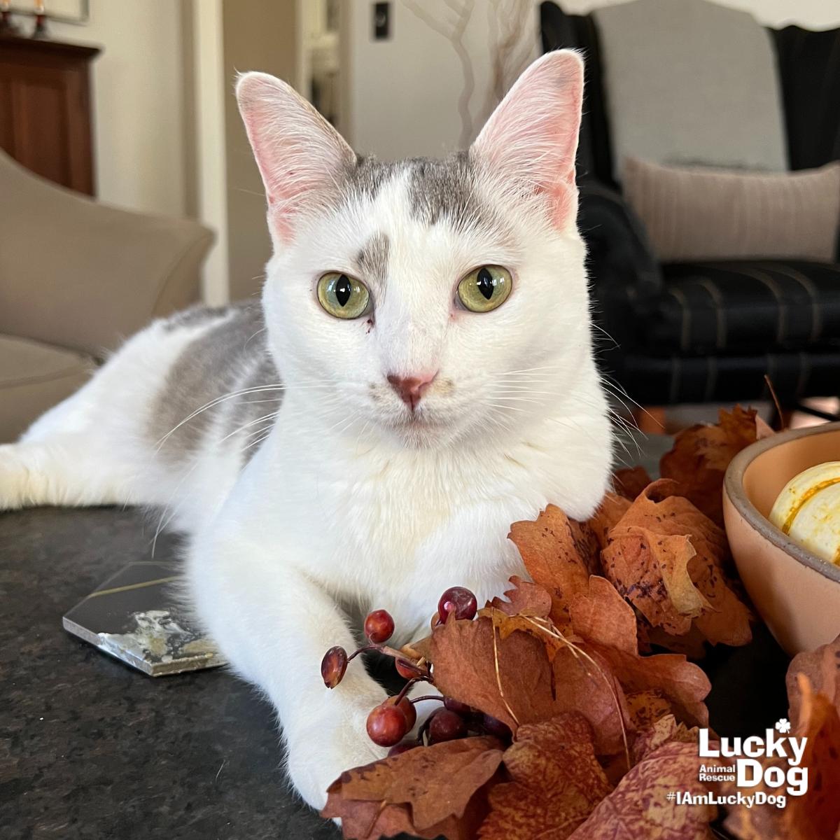 Enlarge Mya, a Adopted Domestic Short Hair in Washington, DC image 3/3