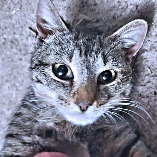 Enlarge Bella, a Adoptable Tabby in Rutherfordton, NC image 1/3