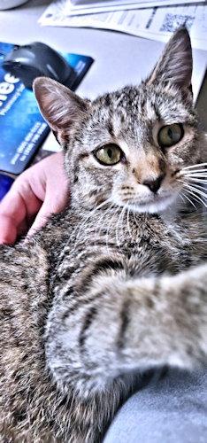 Enlarge Bella, a Adoptable Tabby in Rutherfordton, NC image 2/3