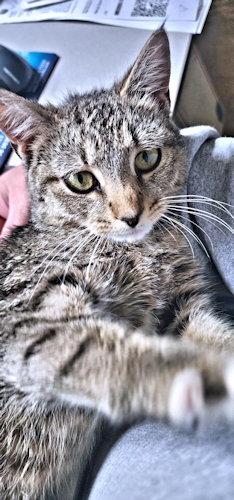 Enlarge Bella, a Adoptable Tabby in Rutherfordton, NC image 3/3