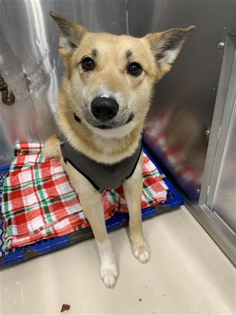 TUCKER, Adoptable, Young Male Karelian Bear Dog & Mixed Breed.