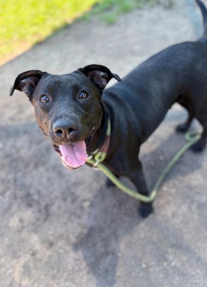 180192 Meadow, Adult Female Black Labrador Retriever
