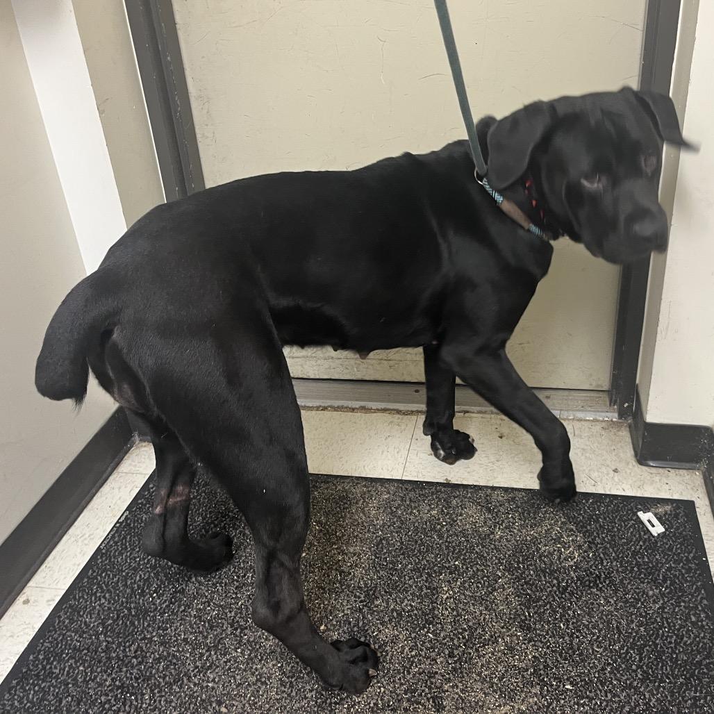 Porsha, Adoptable, Young Female Cane Corso.