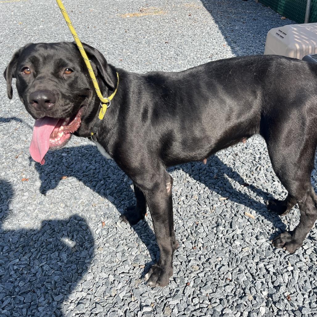 Enlarge Porsha, a Adoptable Cane Corso in Mount Gilead, NC image 2/5