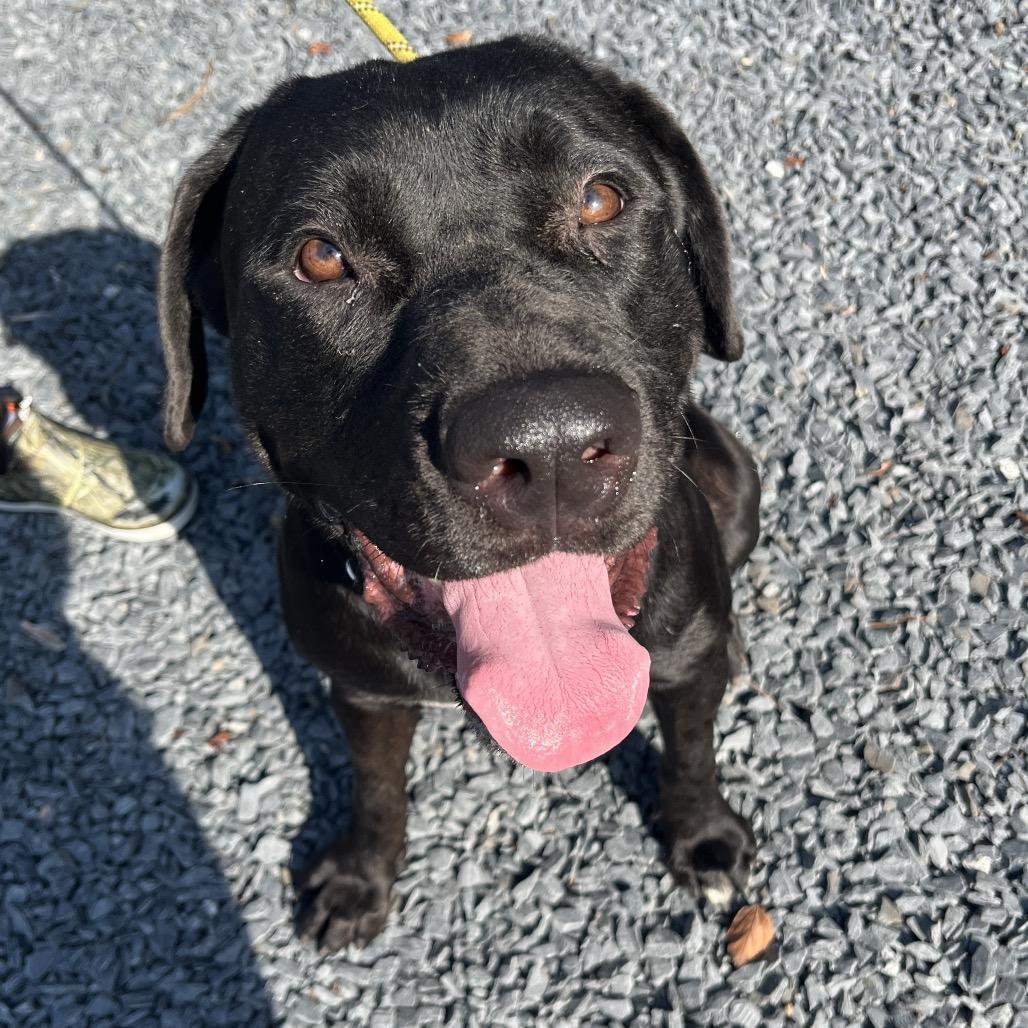 Enlarge Porsha, a Adoptable Cane Corso in Mount Gilead, NC image 3/5