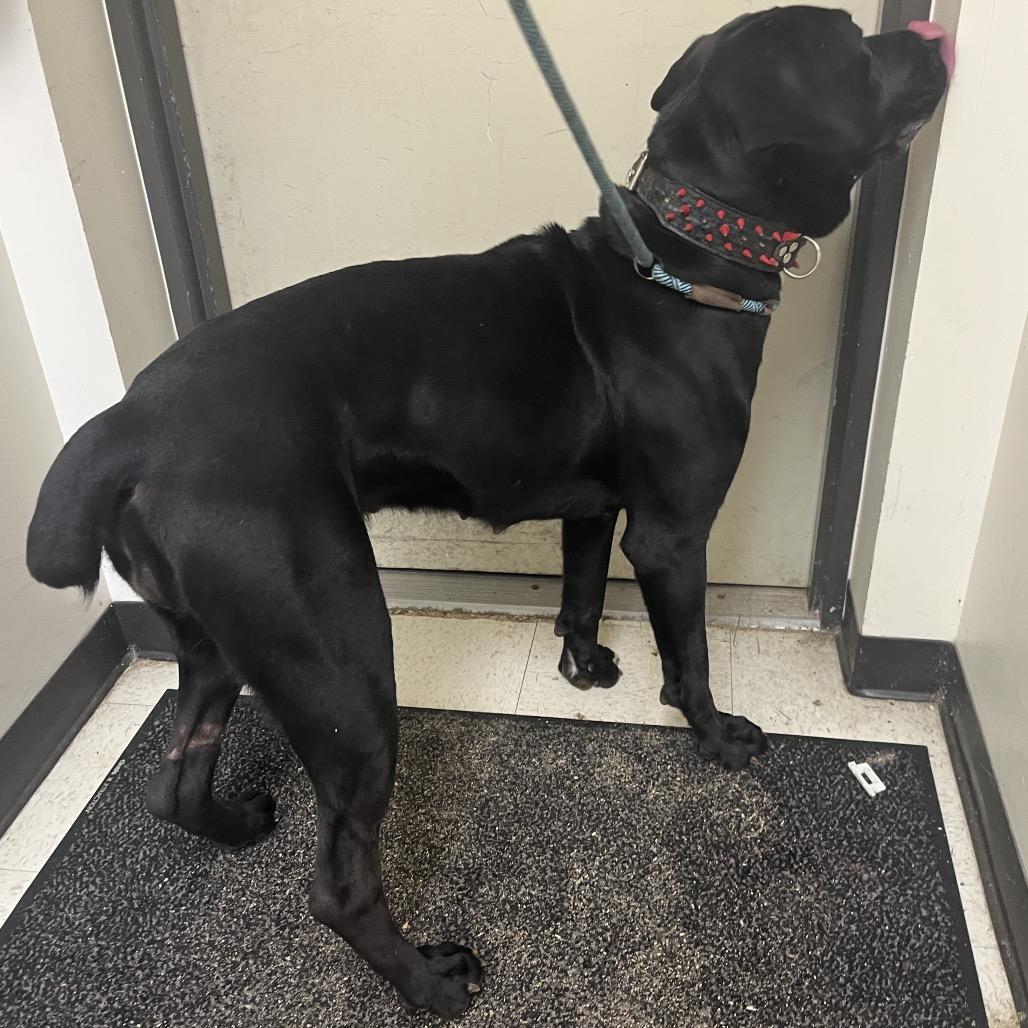 Enlarge Porsha, a Adoptable Cane Corso in Mount Gilead, NC image 4/5