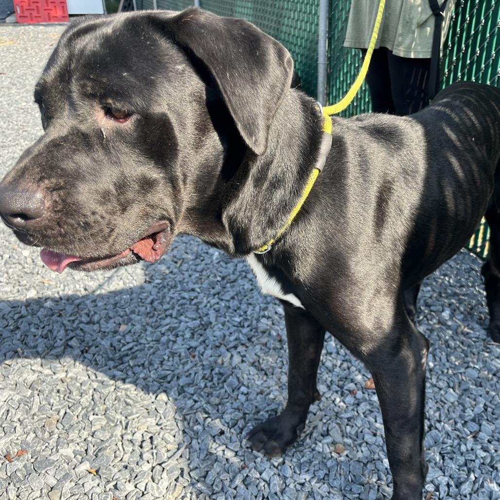 Enlarge Porsha, a Adoptable Cane Corso in Mount Gilead, NC image 5/5