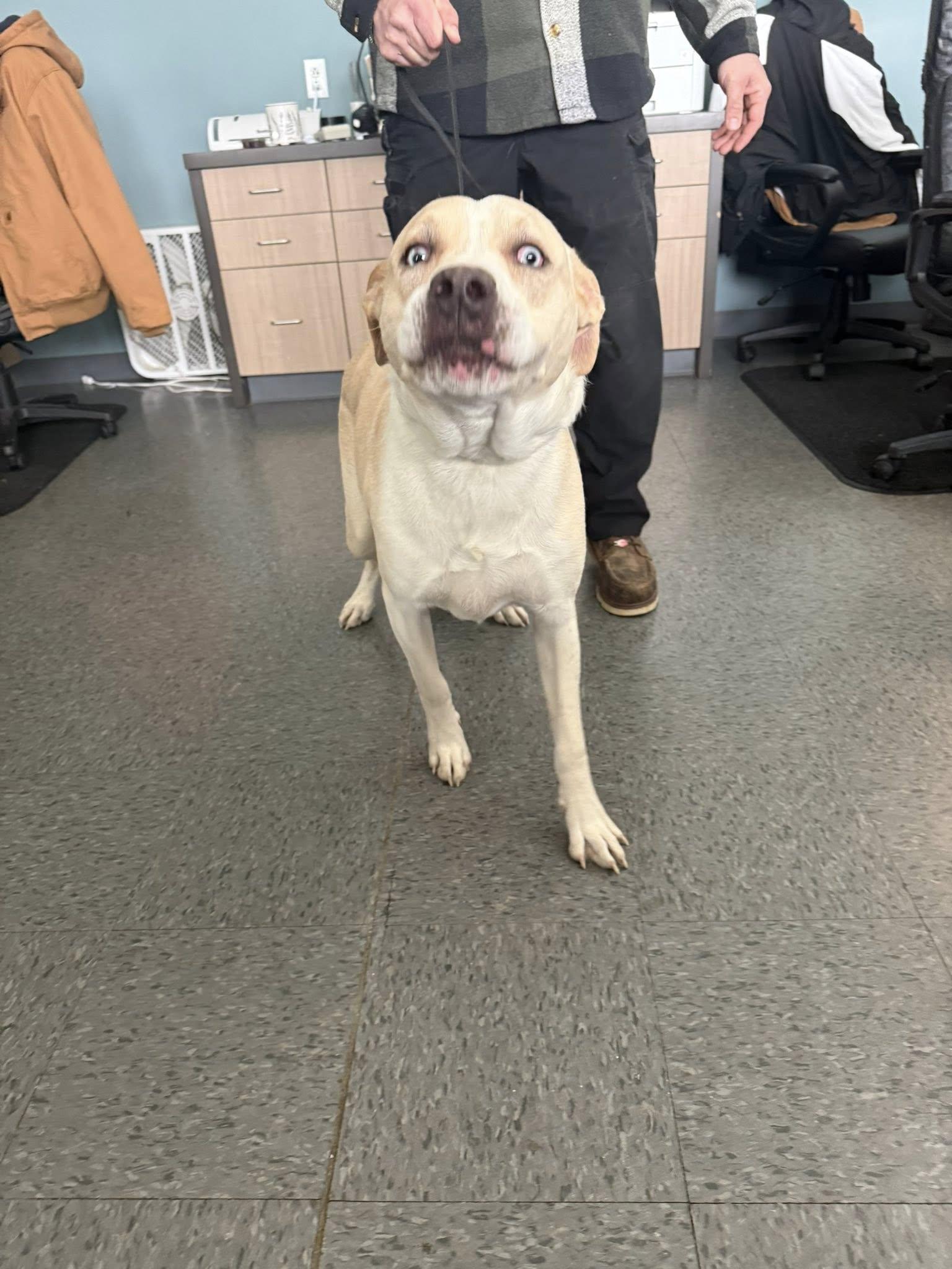 Keven, ADOPTABLE, Adult Male Husky & Pit Bull Terrier.