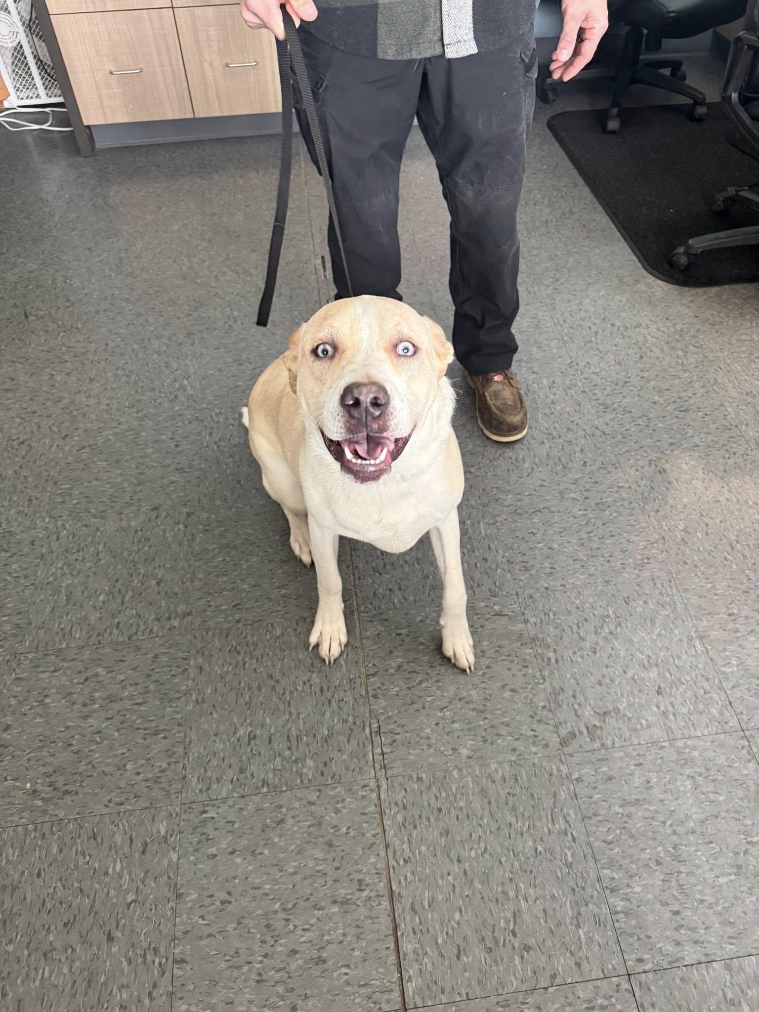 Enlarge Keven, a ADOPTABLE mixed breed in Shelbyville, IN image 2/3