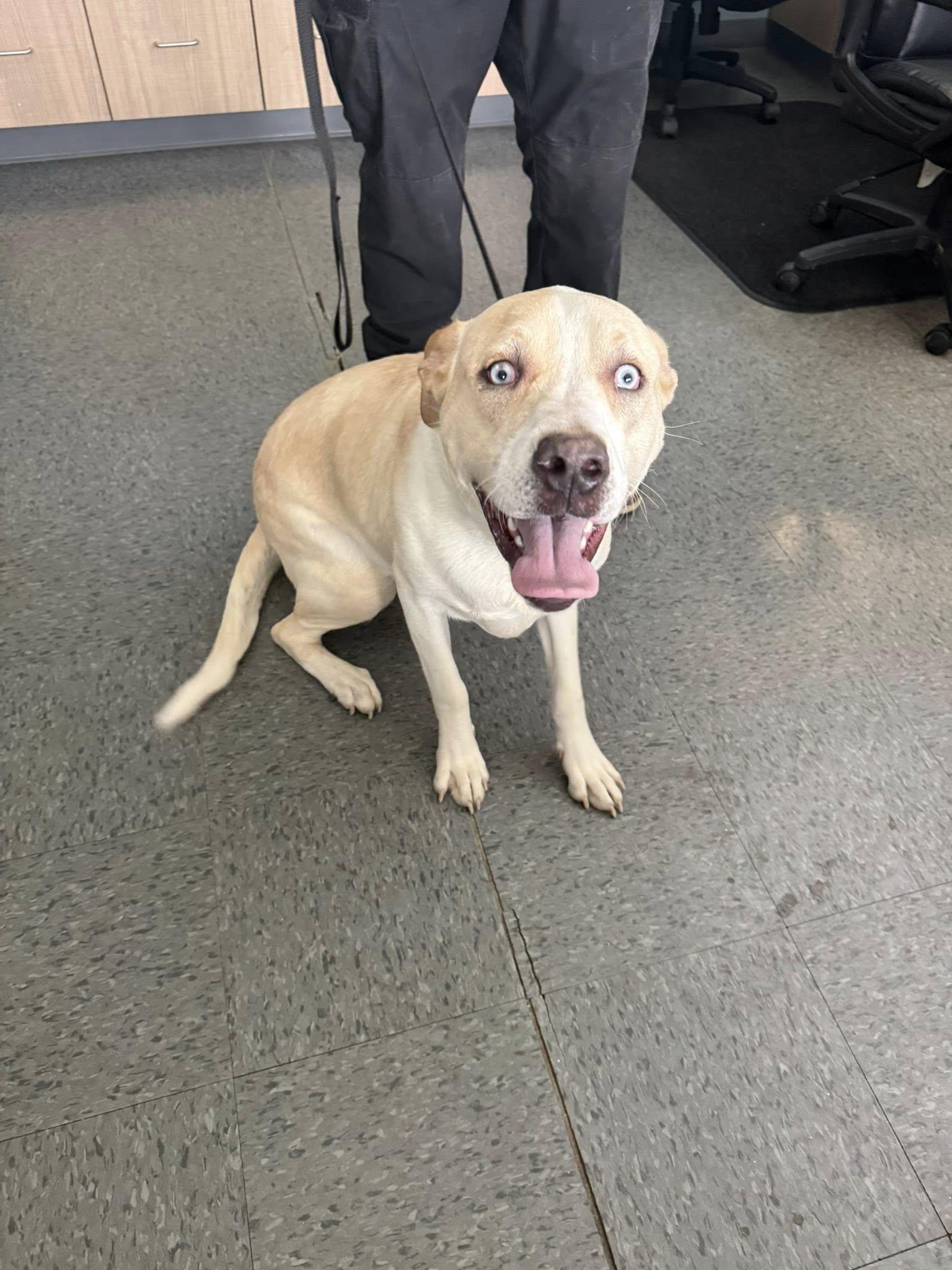 Enlarge Keven, a ADOPTABLE mixed breed in Shelbyville, IN image 3/3