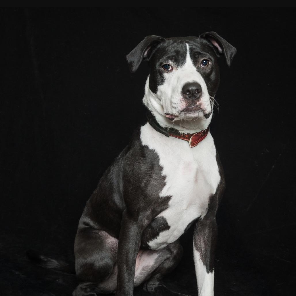 Enlarge Phoebe, a Adoptable Pit Bull Terrier in Melbourne, KY image 3/3