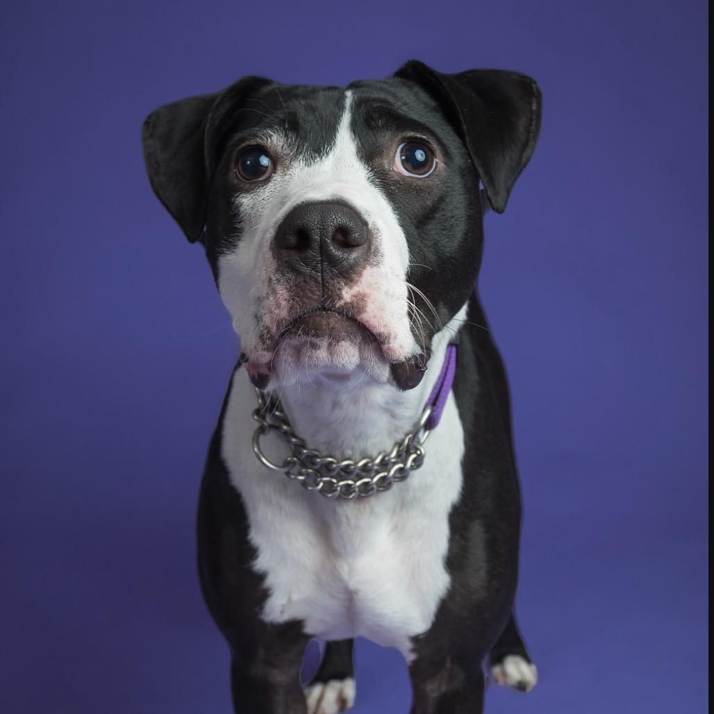 Phoebe, Adoptable, Adult Female Pit Bull Terrier.