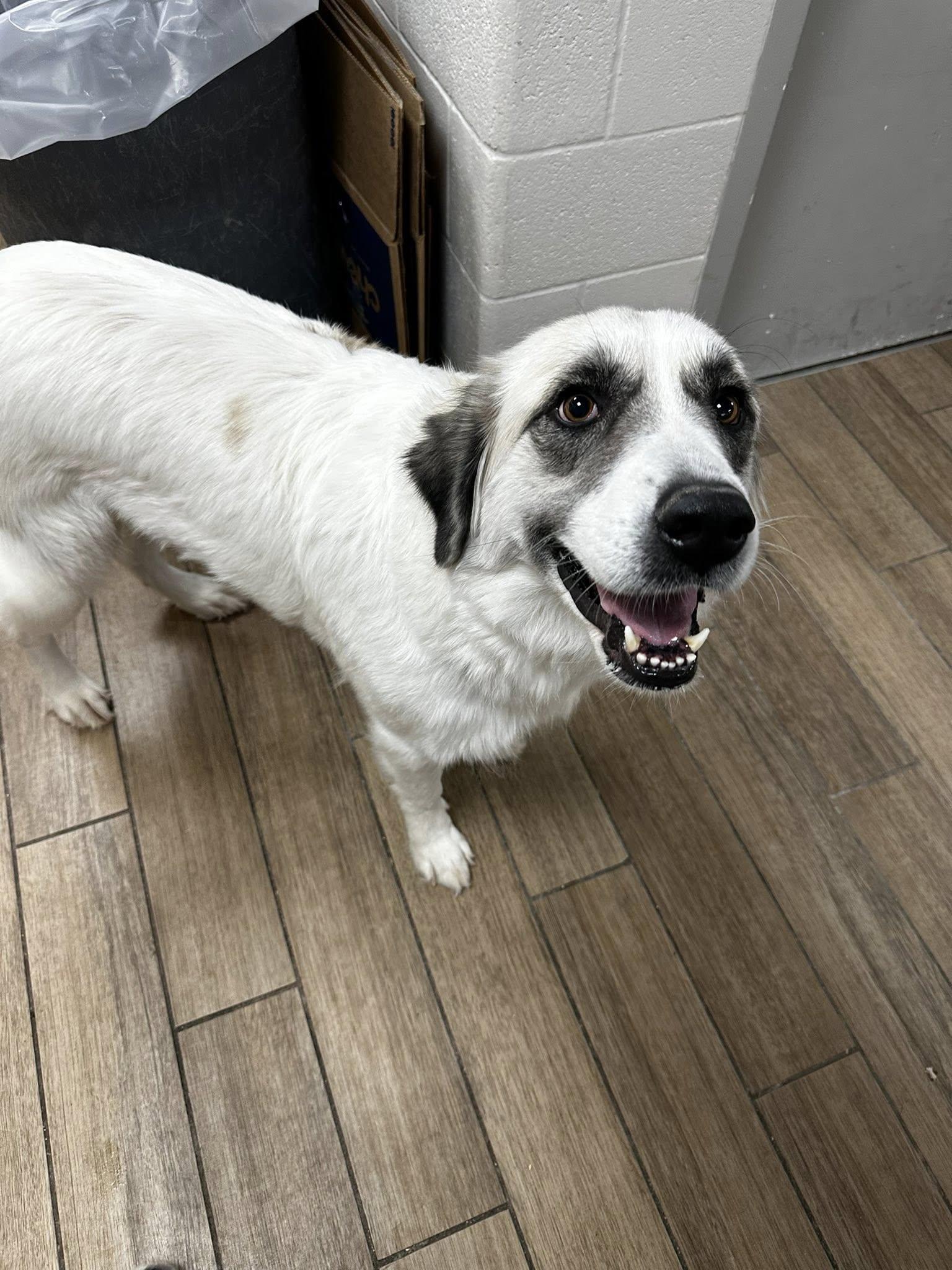 rosebud, a Adoptable Great Pyrenees in Rowlett, TX image 1/3