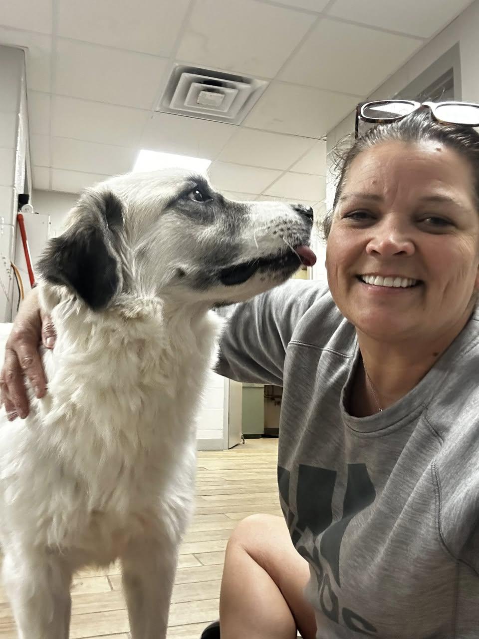 rosebud, a Adoptable Great Pyrenees in Rowlett, TX image 2/3