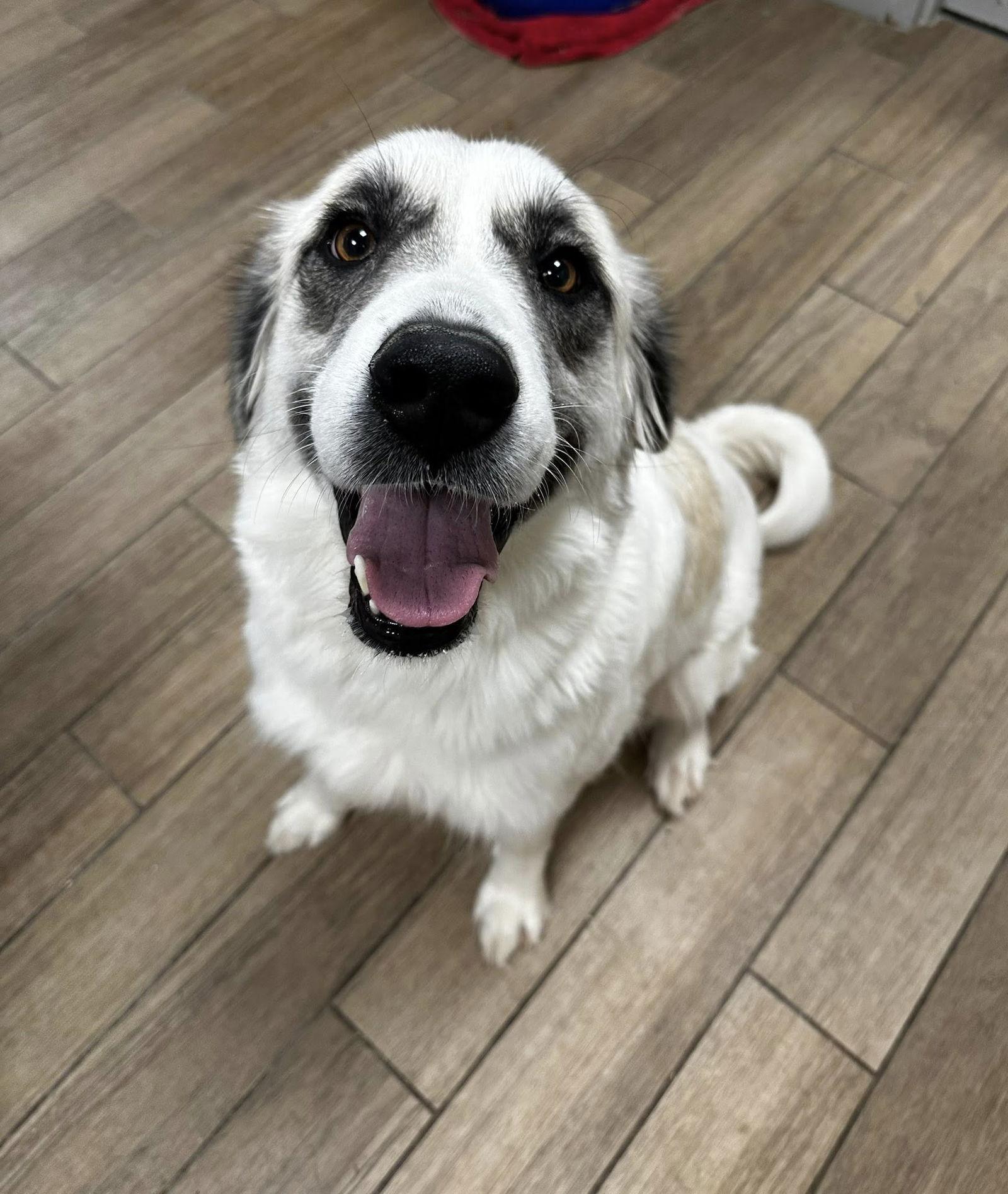 rosebud, a Adoptable Great Pyrenees in Rowlett, TX image 3/3