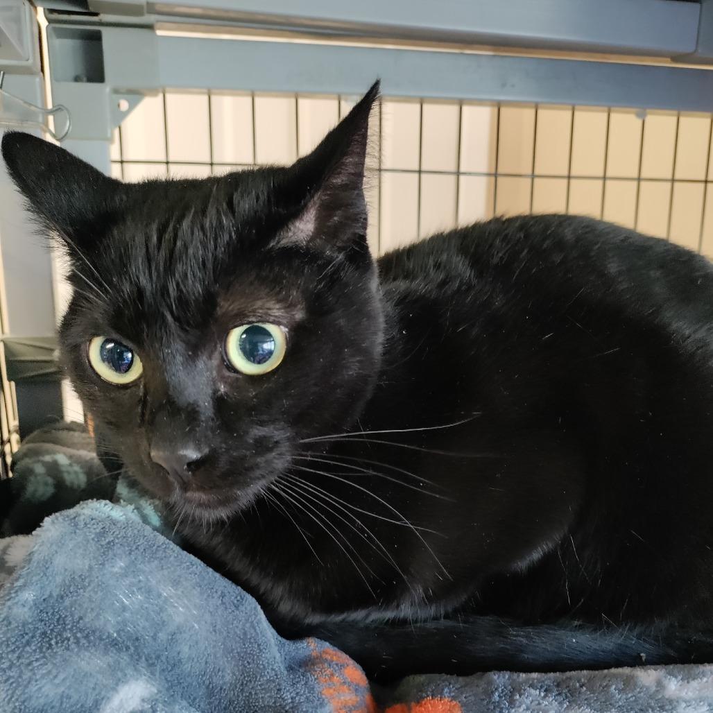 Nora, Adoptable, Adult Female Domestic Short Hair.