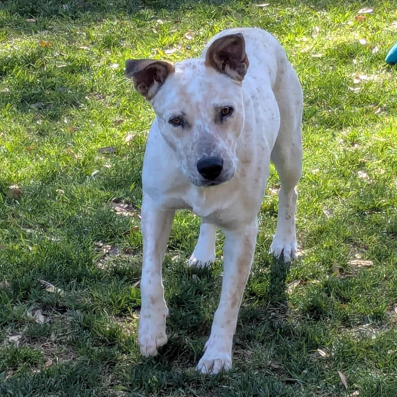 Enlarge Saki, a Adoptable mixed breed in Winchester , VA image 3/6