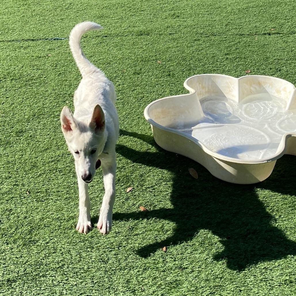 Rumi, Adoptable, Young Female Husky & Mixed Breed.
