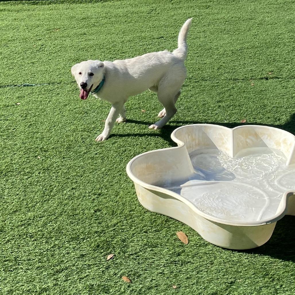 Enlarge Rumi, a Adoptable mixed breed in Spokane, WA image 2/6