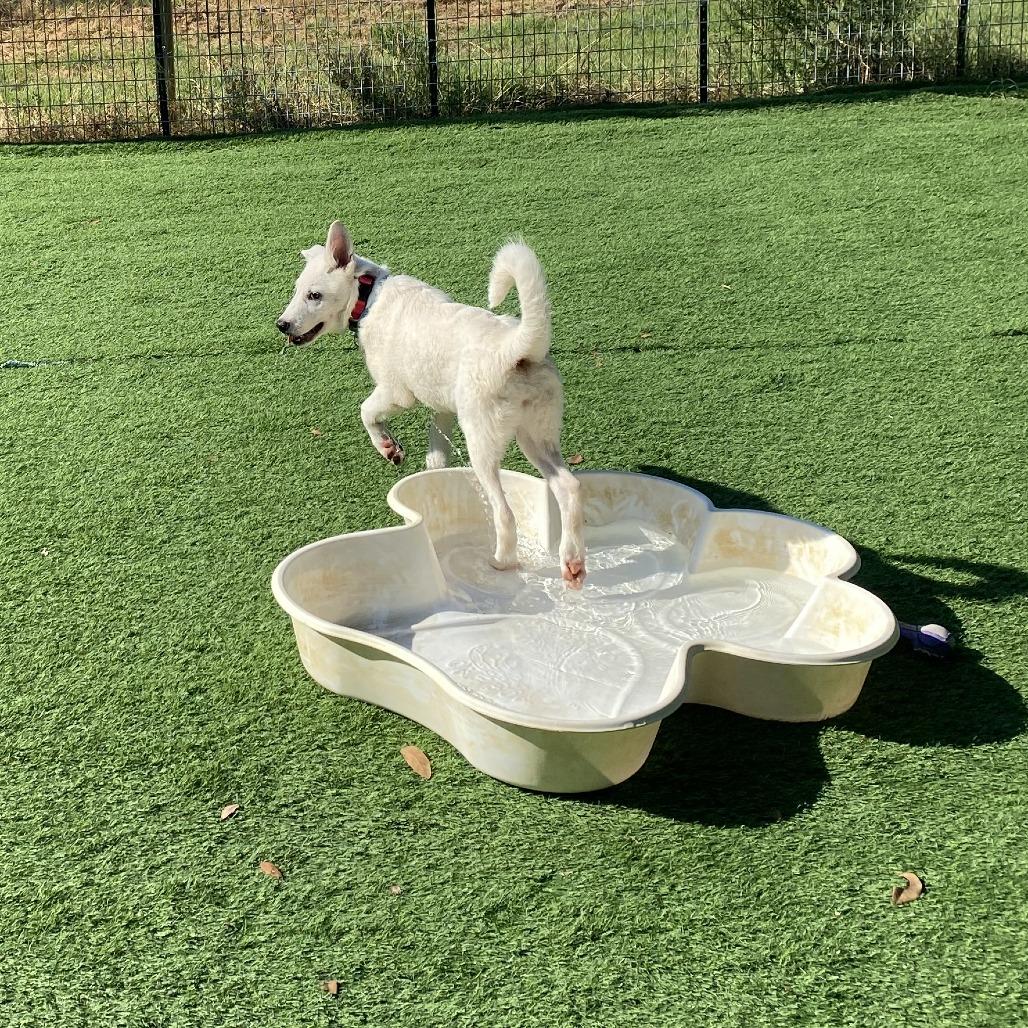 Enlarge Rumi, a Adoptable mixed breed in Spokane, WA image 3/6