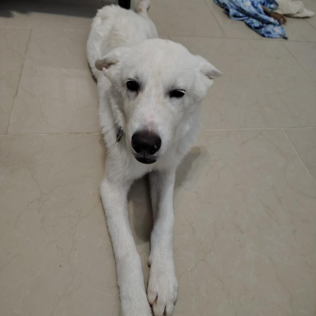 Enlarge Rumi, a Adoptable mixed breed in Spokane, WA image 4/6