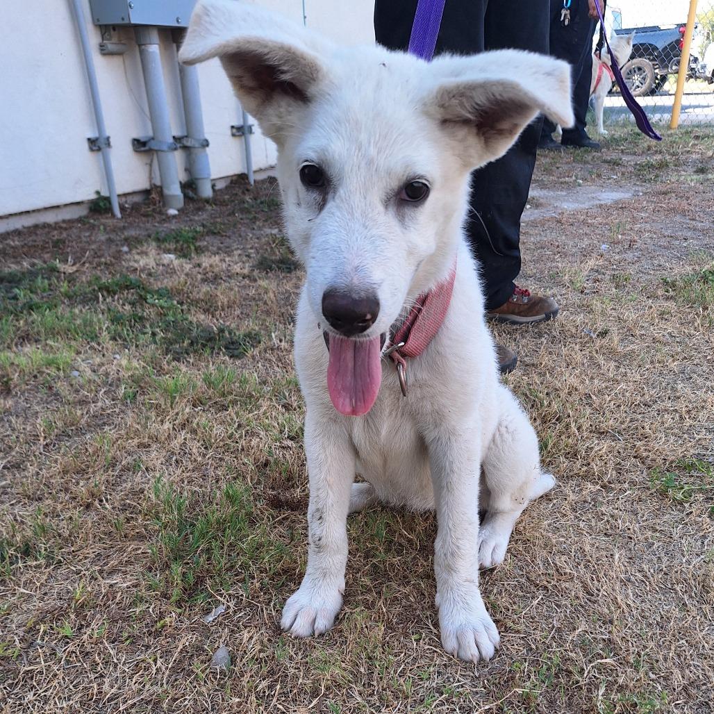 Enlarge Rumi, a Adoptable mixed breed in Spokane, WA image 5/6