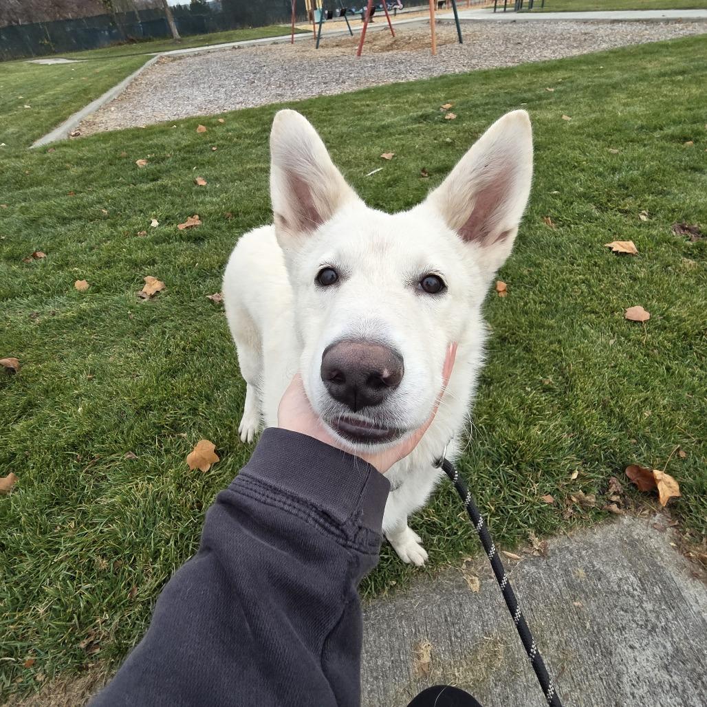 Enlarge Rumi, a Adoptable mixed breed in Spokane, WA image 6/6