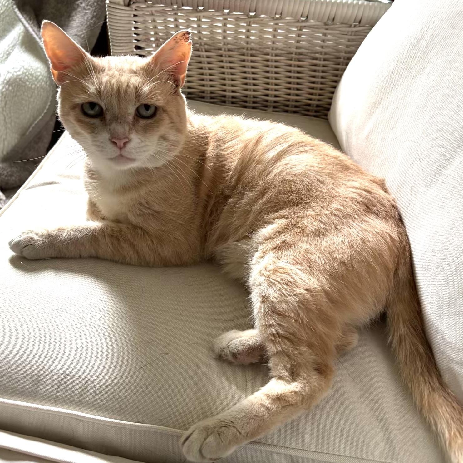 Dear Santa... a home please, signed, "Noodles", a Adoptable Domestic Short Hair in Palm Coast, FL image 4/4