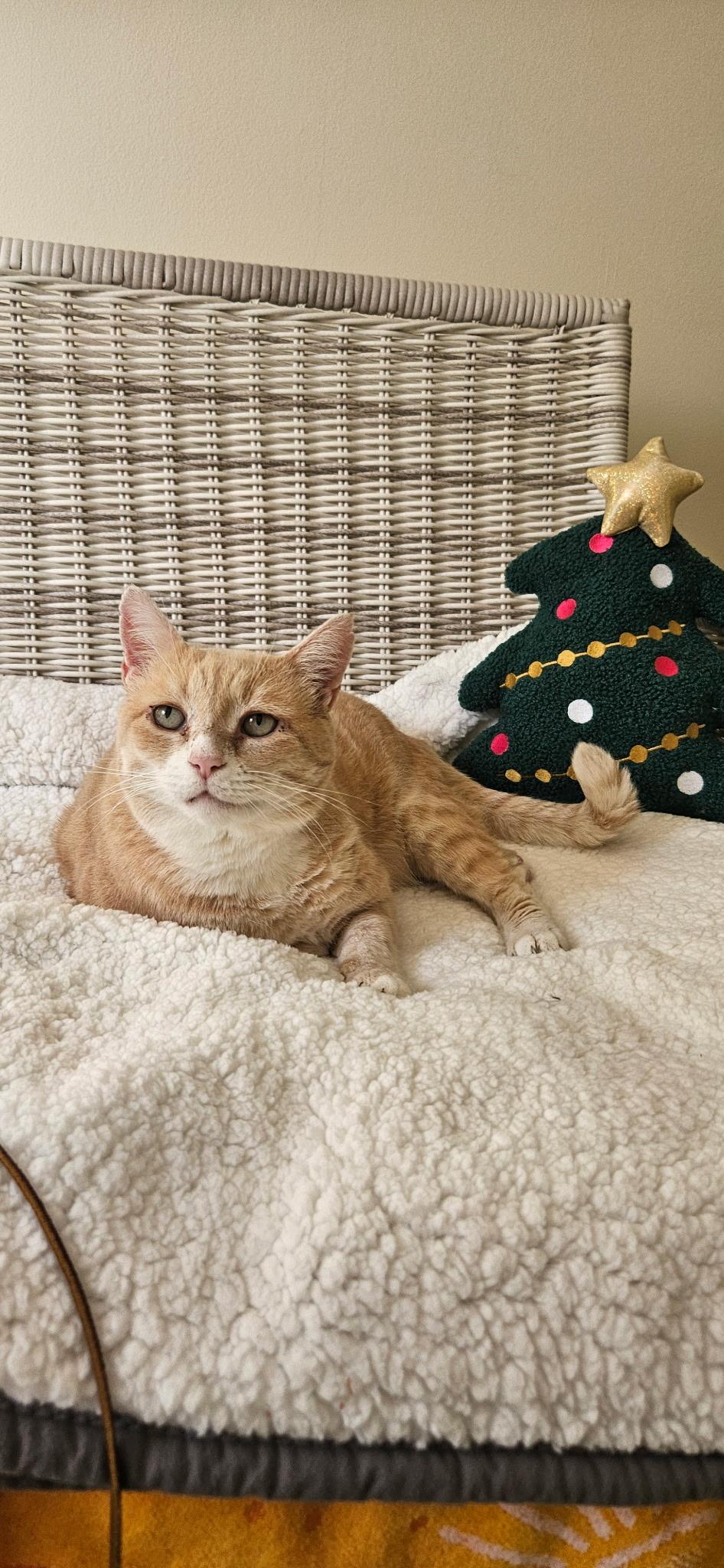 Dear Santa... a home please, signed, "Noodles", a Adoptable Domestic Short Hair in Palm Coast, FL image 1/4