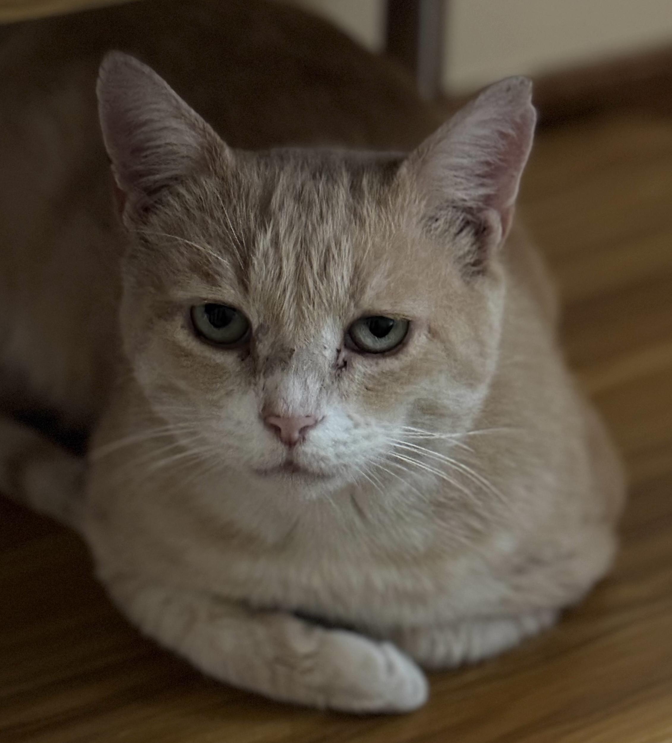 Dear Santa... a home please, signed, "Noodles", Adoptable, Young Male Domestic Short Hair.